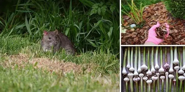 How You Can Keep Rodents Out Of Your Garden