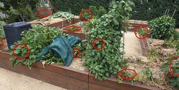 13 Plants That Thrive In Shade