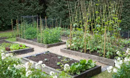 7 Common Raised Bed Mistakes Every Person Should Avoid