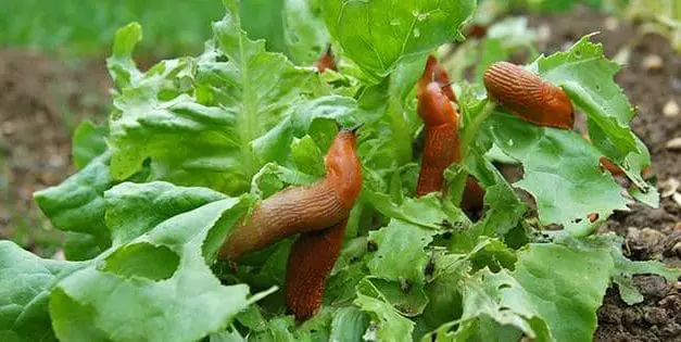 8 Best Natural Ways To Stop Slugs And Snails From Destroying Your Plants