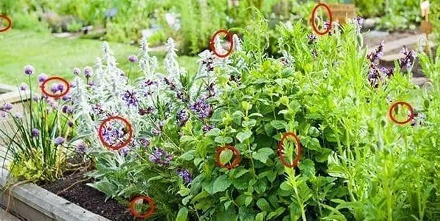9 Best Plants That Naturally Repel Pests from Your Homestead