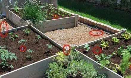 7 Common Raised Bed Mistakes Every Person Should Avoid