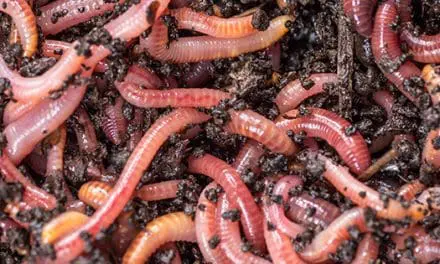 Earthworms