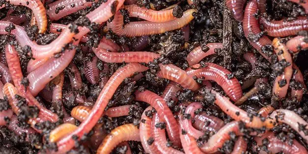 Earthworms