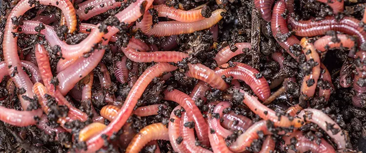 Earthworms