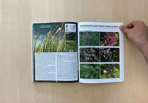 Forager’s Guide To Wild Foods - poisonous and toxic look-alikes chapter