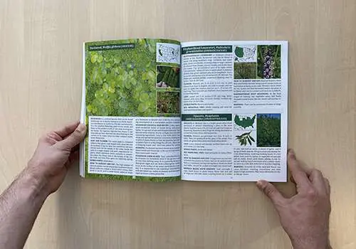 plant overview example from Forager’s Guide To Wild Foods