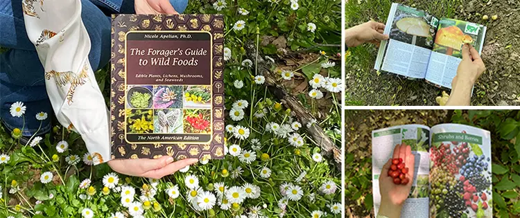 The Forager’s Guide To Wild Foods: Book Review