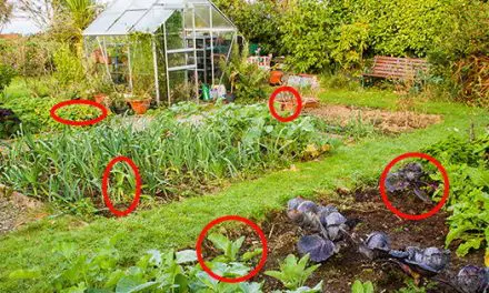 The Most Contaminated Vegetables You Should Look Out For