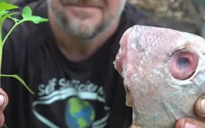 What Happens When You Bury A Fish Head Under A Tomato Plant