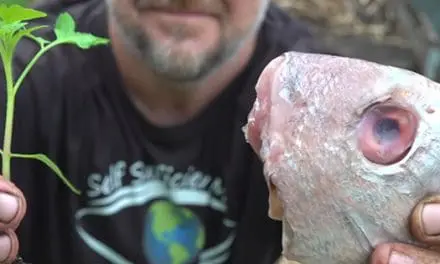 What Happens When You Bury A Fish Head Under A Tomato Plant