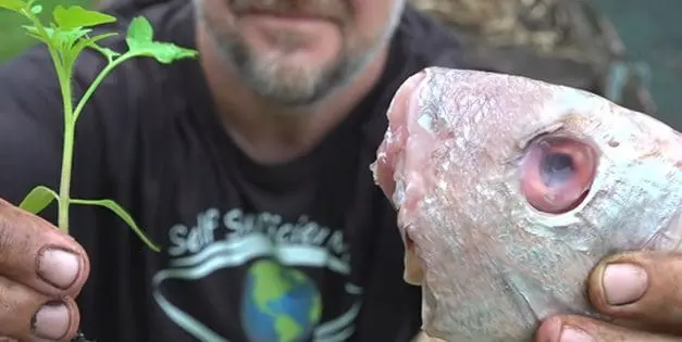 What Happens When You Bury A Fish Head Under A Tomato Plant