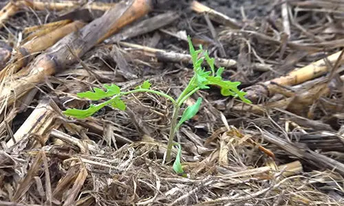 What happens when you bury a fish head under a tomato plant