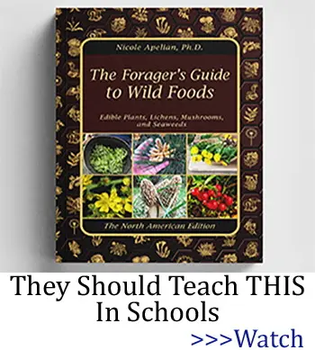 They should teach you this in schools - The Forager's Guide to Wild Foods