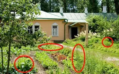 5 Vegetables That Are Too Easy To Grow