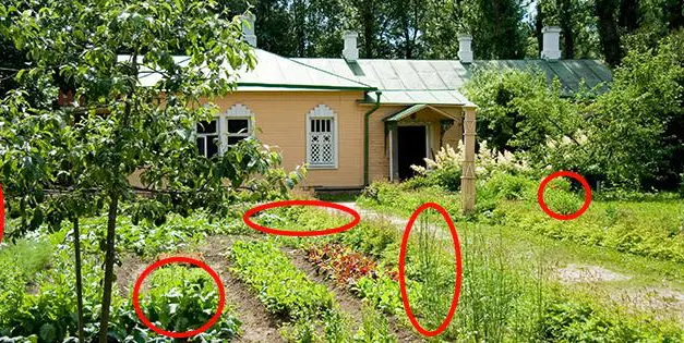 5 Vegetables That Are Too Easy To Grow