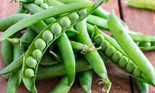5 vegetables that are too easy to grow