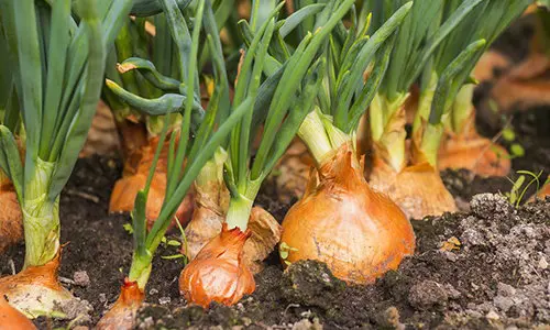 5 vegetables that are too easy to grow