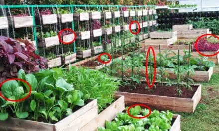 Best Crops For Your Survival Garden