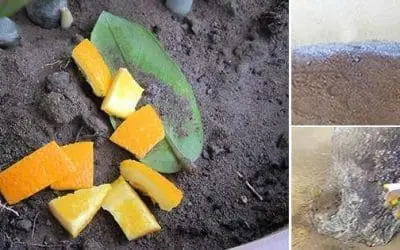 Cheap Ways To Get Rid Of Invasive Ants