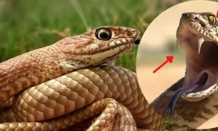 How To Identify The Venomous Snakes On Your Property