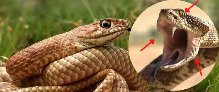 How To Identify The Venomous Snakes On Your Property