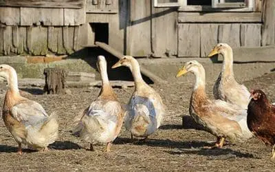 Why You Should Raise Ducks Instead Of Chickens