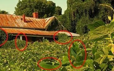 These Invasive Herbs Will Devastate Your Backyard