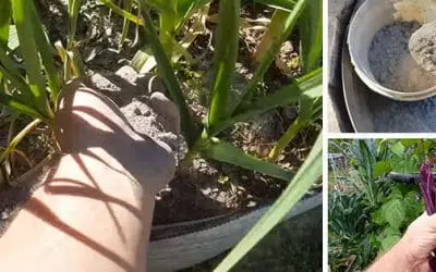 What Happens If You Ash Your Garden