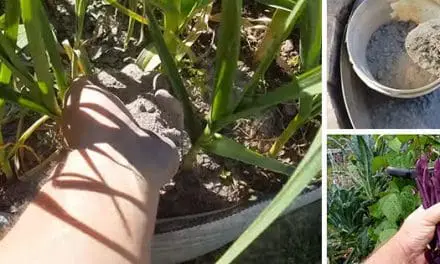 What Happens If You Ash Your Garden