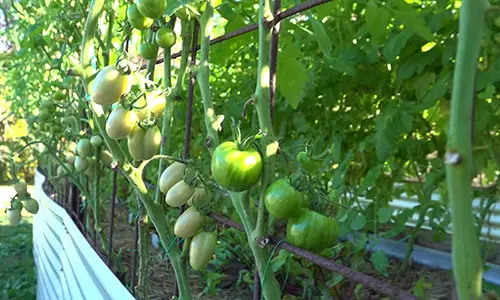 what happens if you ash your garden