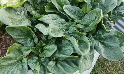 what happens if you ash your garden