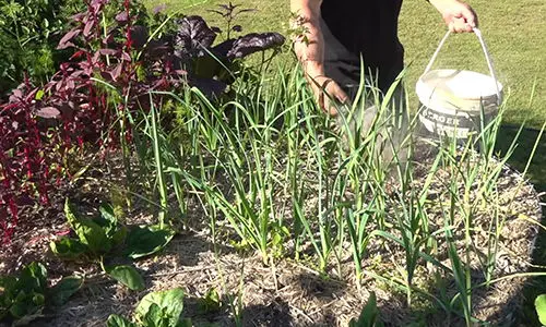 what happens if you ash your garden