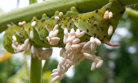 How To Get Rid Of Tomato Hornworms Before They Destroy Your Tomato Plants