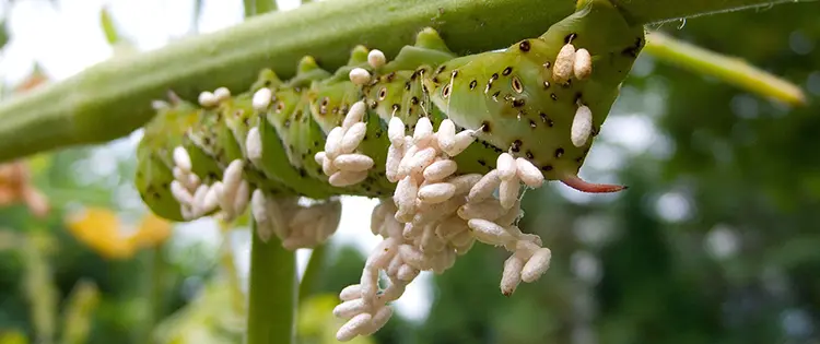 How To Get Rid Of Tomato Hornworms Before They Destroy Your Tomato Plants