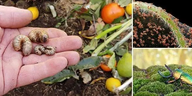 Most Threatening Insects You Should Keep Away From Your Garden