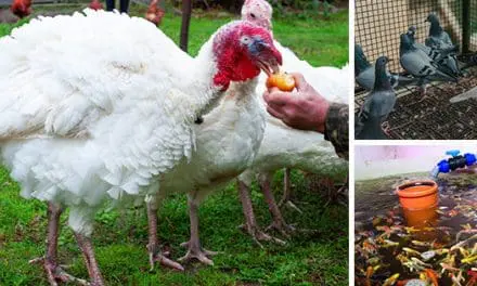 7 Domestic Animals That Are Too Easy To Raise