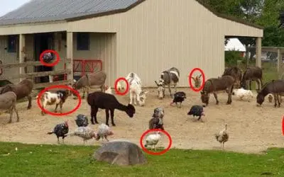 Livestock Animals You Should Start Raising For The Upcoming Economic Crisis