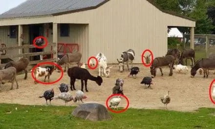 Livestock Animals You Should Start Raising For The Upcoming Economic Crisis