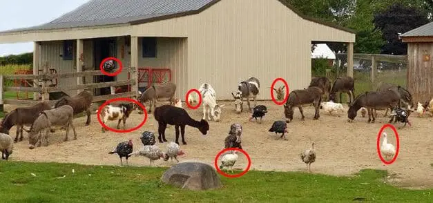 Livestock Animals You Should Start Raising For The Upcoming Economic Crisis