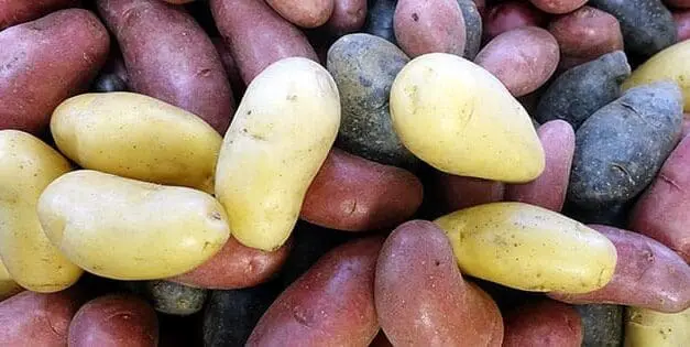 Potato
