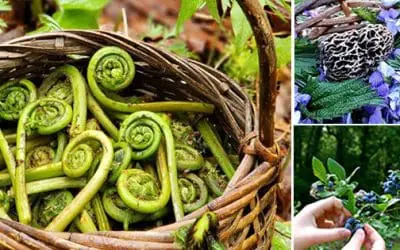 Wild Edibles You Should Forage This Fall