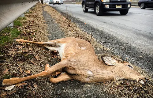 when you should eat a roadkill and when you should not
