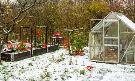 10 Vegetables To Plant In Fall For Winter Harvest