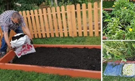 A Medicinal Garden Kit For Starting A Small Backyard Pharmacy