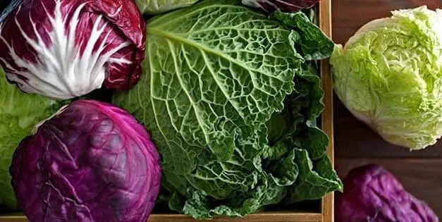 Cabbage