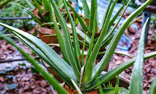 If You Have Pets, Get Rid Of These Plants Immediately