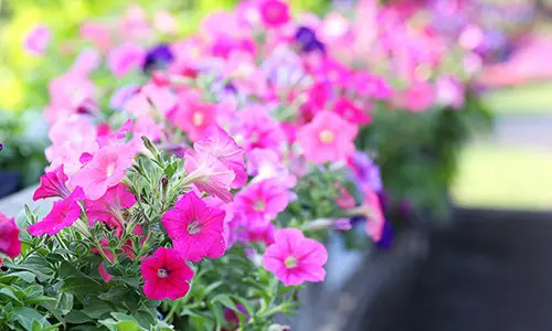 If You Have Pets, Get Rid Of These Plants Immediately