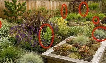 If You Have Pets, Get Rid Of These Plants Immediately!