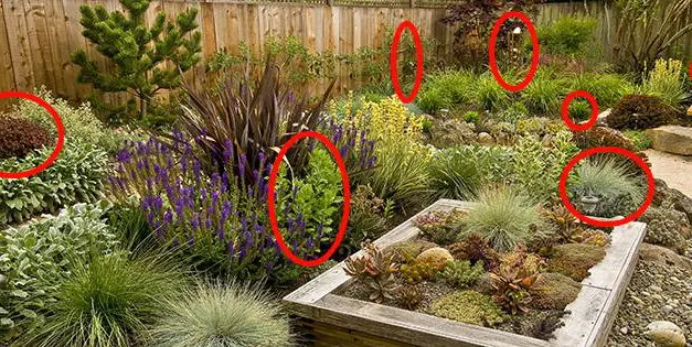 If You Have Pets, Get Rid Of These Plants Immediately!